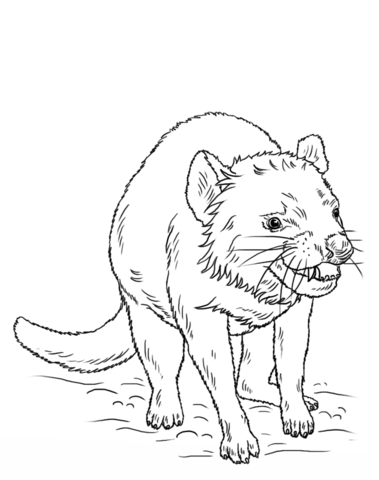 Tasmanian Devil Coloring Page